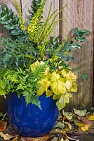 Autumnal container planted with Mahonia 'Winter Sun', Heuchera 'Yellowstone Falls' and Athyrium filix-femina.