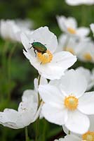 Cetonia aurata on Anemone sylvestris - Rose Chafer Beetle - May - Stuttgart - Germany