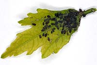 Aphids on Hibiscus leaf, May, Stuttgart, Germany