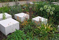 White cubes in border with Allium 'Mount Evereste', June, Sigmaringen, Germany