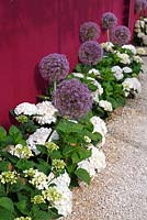Allium and Hydrangeas in a small bed in front of a purple screen, June, Sigmaringen, Germany