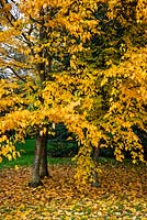 Betula lenta trees in autumn colour