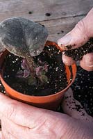 Potting up Saintpaulia - African Violet cuttings.