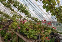 Arundel Castle vinery lean-to greenhouse with grape vines, Pelargoniums and Aeonium