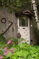 Rustic wooden tool shed - Green broadleaf plants and pink Astilbe flowers in summer, pteridophyta - ferns in the background with a betula - birch tree trunk 