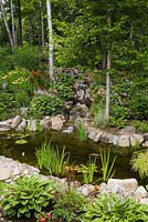 Pond with typha latifolia - common cattails surrounded by borders edged with stones and planted with hostas
