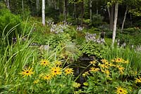 Yellow rudbeckia - coneflowers next to pond with typha latifolia - common cattails bordered by mauve flowering hostas in summer