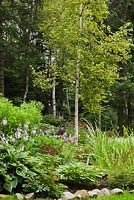 Border with mauve flowering hostas, typha latifolia - common cattails on the right and a betula - birch trees 