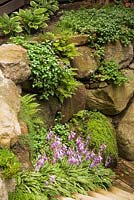 Hostas, pteridophyta, ferns and purple lamium maculatum - deadnettle growing on top of a stone wall with mauve flowering in the foreground and sedum acre - stonecrops, summer