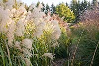 Miscanthus sinensis 'Herman Muessel' and Miscanthus sinensis 'Gracillimus'