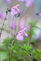 Salvia jamensis 'Trenance' flowering in Summer