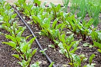 Young Beetroot plants growing in a raised Vegetable bed with irrigation hose