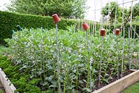 Vicia faba - Broad Beans growing in a raised vegetable bed, with bamboo canes and string supports