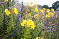 British native wildflowers Oenothera biennis, Echium vulgare, Epiliobium hirsutum, flowering in Summer. Common Evening Primrose, Vipers Bugloss, Great Willowherb