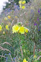 Brtish native wildflowers Oenothera biennis, Echium vulgare, flowering in Summer. Common Evening Primrose, Vipers Bugloss.