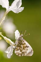 Anthocharis cardamines - Female Orange Tip Butterfly feeding on white Honesty flowers - May 
