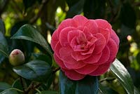 Camellia japonica 'Rubescens Major'. 