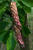 Magnolia 'Big Dude' seed pods. Sir Harold Hillier Gardens, UK. 