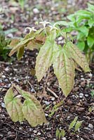 Epimedium grandiflorum ssp. koreanum 'La Rocaille'. Bosvigo House, Truro, Cornwall, UK