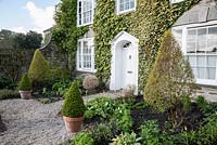 The Vean garden, with clipped box and privet. Bosvigo House, Truro, Cornwall, UK