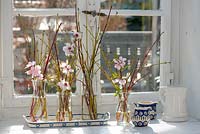 Different coloured branches of cornus - dogwood with blossoming prunus - peach in vases 