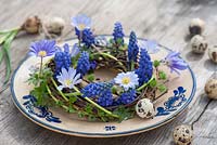 Table decoration with Muscari armeniacum 'Blue Pearl' - grape hyacinth and anemone blanda in wreath of betula - birch and Larix - larch branches with quails eggs 