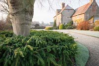Front garden with gravel drive, Cephalotaxus harringtonia var. drupacea, Japanese plum yew, shaped around beech trunk like a skirt, and elizabethan house beyond. 