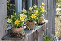 Tulipa tarda syn. T. dasystemon - star tulips in clay pots with small wreaths made of branches of Betula 