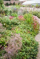 Gravel garden planted with Euphorbia cyparissias 'Fens Ruby', Persicaria affinis 'Darjeeling Red', Lychnis coronaria and irises, with restored Victorian vinery beyond.