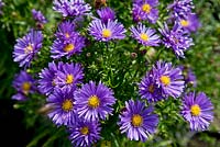 Aster nova-belgii 'Blue Lagoon' - The Picton Garden,  Nr. Malvern, Worcestershire. This garden holds a national collection of approx. 400 Michaelmas Daisies. September.