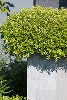 Small leaved box, Buxus microphylla, in a metal planter. 
