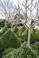 A formal kitchen garden surrounded by grey walls features four standard fig trees surrounded by clipped box pyramids at its centre.