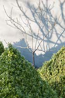 A young fan trained fruit tree casts shadows on a grey painted wall of a formal kitchen garden with clipped box pyramids in the foreground. 
