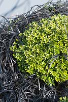 Buxus microphylla var. japonica 'Morris Midget' amongst black leaved Ophiopogon planiscapus 'Nigrescens'.