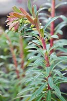 Euphorbia unfurling 