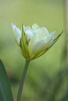 Tulipa 'Mount Tacoma'