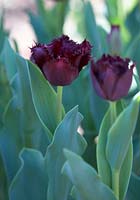 Tulipa 'Labrador'