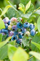 Vaccinium corymbosum 'Duke', blueberry