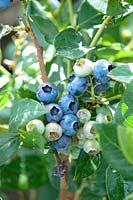 Vaccinium corymbosum 'Duke', Blueberry