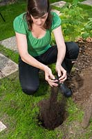 Young woman adding soil and compost mix in hole for planting ribes nidigrolaria - Josta berry. Cross between gooseberry and blackcurrant