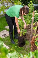 Young woman planting ribes nidigrolaria - Josta berry. Cross between gooseberry and blackcurrant