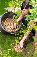 Woman spreading think layer of bark chippings, mulch around the base of newly planted ribes nidigrolaria - Josta berry