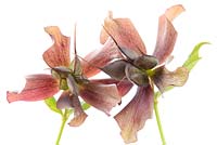 Helleborus x hybridus 'Pretty Ellen Red',  Hellebore seed pods formed when flower dies, April