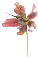 Helleborus x hybridus 'Pretty Ellen Red'.  Hellebore seed pods formed when flower dies, April