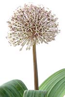 Allium karataviense AGM- Kara Tau garlic, May