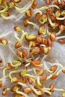 Lepidium sativum. Garden cress seeds germinating on wet paper towel, May
