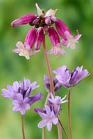 Dichelostemma ida-maia. Crimson Californian hyacinth and Dichelostemma congestum. Ookow, June