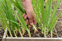 Thinning out Allium Cepa 'Stuttgarter'.  Onion sets planted close together in square foot garden to thin as spring onions, May