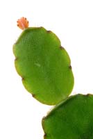 Rhipsalidopsis - Easter cactus. New stem segment growing, May
