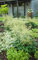 Aruncus 'Misty Lace', Lamium maculatum 'White Nancy', Sedum kamtschaticum, Acer shirasawanum 'Autumn Moon' 
